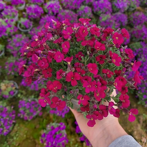Aubrieta 'Red Carpet' - Sinipadjake 'Red Carpet' P9/0,55L 